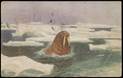 http://www.geomuseum.cn/geographerhall/Nansen/gif/NO19181050702.jpg