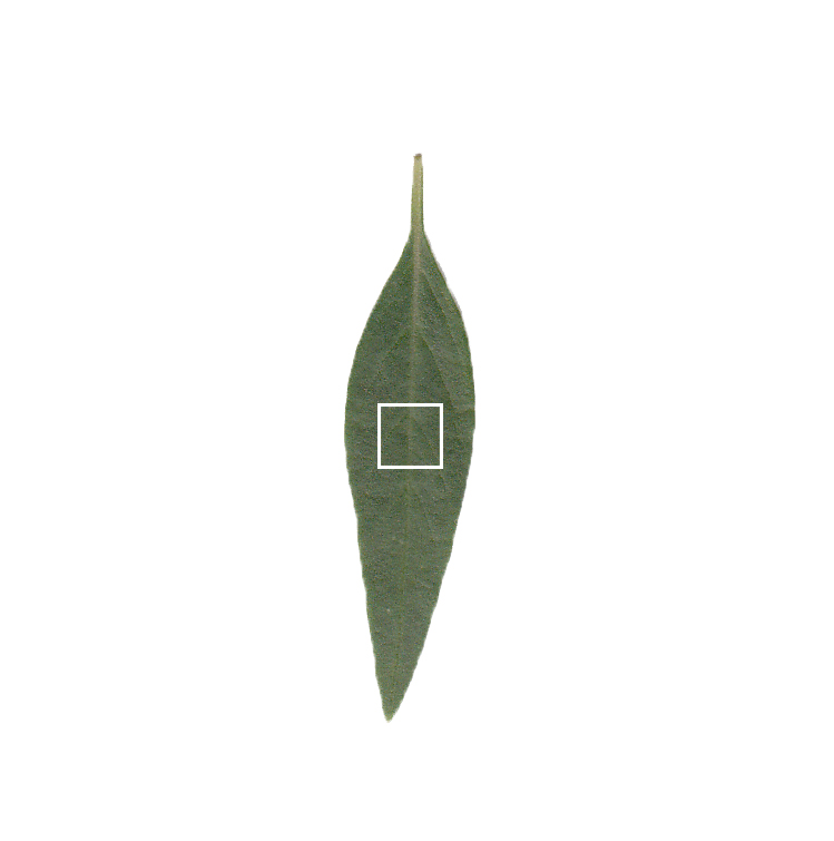 图 1
